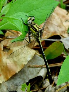 Gomphurus septima by (c) Michael J. Papay, some rights reserved (CC BY), uploaded by Michael J. Papay. Used under a CC-BY license.