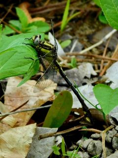 Gomphurus septima by (c) Michael J. Papay, some rights reserved (CC BY), uploaded by Michael J. Papay. Used under a CC-BY license.