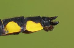 Hylogomphus abbreviatus by (c) Nick Block, some rights reserved (CC BY), uploaded by Nick Block. Used under a CC-BY license.