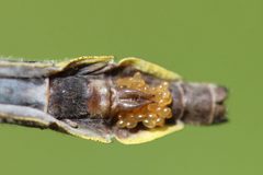 Phanogomphus borealis by (c) Quinten Wiegersma, some rights reserved (CC BY), uploaded by Quinten Wiegersma. Used under a CC-BY license.