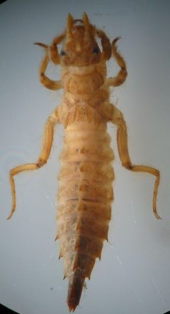 Phyllogomphoides by (c) Laboratorio Limnología UCO, some rights reserved (CC BY). Used under a CC-BY license.