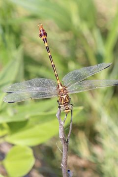 Phyllogomphoides stigmatus by (c) Laura Gaudette, some rights reserved (CC BY), uploaded by Laura Gaudette. Used under a CC-BY license.