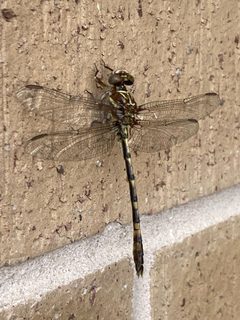 Progomphus alachuensis by no rights reserved, uploaded by Beck Nomen. Used under a CC0 license.