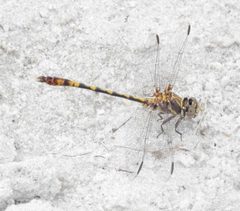 Progomphus alachuensis by (c) Laura Gaudette, some rights reserved (CC BY), uploaded by Laura Gaudette. Used under a CC-BY license.