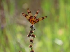 Celithemis eponina by (c) geosesarma, some rights reserved (CC BY), uploaded by geosesarma. Used under a CC-BY license.