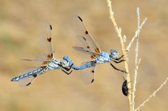 Libellula composita by (c) Tom Kennedy, some rights reserved (CC BY), uploaded by Tom Kennedy. Used under a CC-BY license.