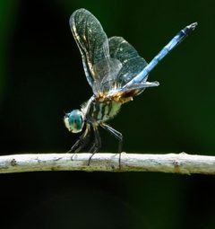 Pachydiplax longipennis by (c) Michael J. Papay, some rights reserved (CC BY), uploaded by Michael J. Papay. Used under a CC-BY license.