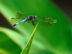 Pachydiplax longipennis by (c) Michael J. Papay, some rights reserved (CC BY), uploaded by Michael J. Papay. Used under a CC-BY license.
