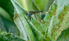 Pachydiplax longipennis by (c) Michael J. Papay, some rights reserved (CC BY), uploaded by Michael J. Papay. Used under a CC-BY license.