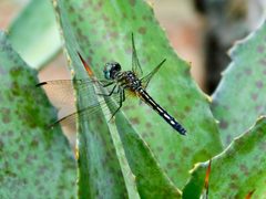 Pachydiplax longipennis by (c) Michael J. Papay, some rights reserved (CC BY), uploaded by Michael J. Papay. Used under a CC-BY license.
