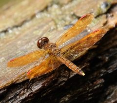 Perithemis by no rights reserved, uploaded by Brady Reed. Used under a CC0 license.