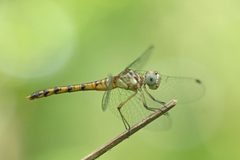 Sympetrum ambiguum by (c) rasamoto, some rights reserved (CC BY). Used under a CC-BY license.