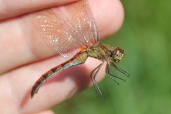 Sympetrum rubicundulum by (c) Quinten Wiegersma, some rights reserved (CC BY), uploaded by Quinten Wiegersma. Used under a CC-BY license.