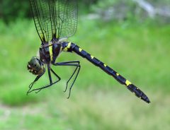 Macromia alleghaniensis by (c) Nick Block, some rights reserved (CC BY), uploaded by Nick Block. Used under a CC-BY license.