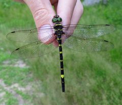 Macromia alleghaniensis by (c) Nick Block, some rights reserved (CC BY), uploaded by Nick Block. Used under a CC-BY license.