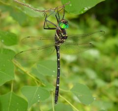 Macromia taeniolata by (c) pondhawk, some rights reserved (CC BY). Used under a CC-BY license.