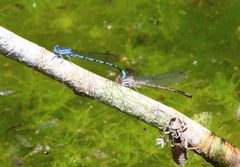 Argia vivida by (c) Zack Abbey, some rights reserved (CC BY), uploaded by Zack Abbey. Used under a CC-BY license.