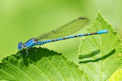 Argia vivida by (c) Sterling Sheehy, some rights reserved (CC BY), uploaded by Sterling Sheehy. Used under a CC-BY license.