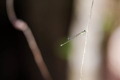 Ischnura prognata by (c) Melissa McMasters, some rights reserved (CC BY). Used under a CC-BY license.