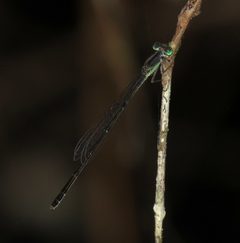 Ischnura prognata by (c) Nick Block, some rights reserved (CC BY), uploaded by Nick Block. Used under a CC-BY license.