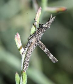 Clematodes vanduzeei by (c) Andrew Meeds, some rights reserved (CC BY), uploaded by Andrew Meeds. Used under a CC-BY license.