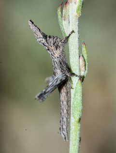 Clematodes vanduzeei by (c) Andrew Meeds, some rights reserved (CC BY), uploaded by Andrew Meeds. Used under a CC-BY license.