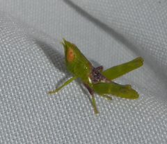 Bootettix argentatus by (c) Dawn Nelson, some rights reserved (CC BY), uploaded by Dawn Nelson. Used under a CC-BY license.