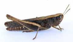 Amblytropidia mysteca by (c) jimeckert49, some rights reserved (CC BY). Used under a CC-BY license.