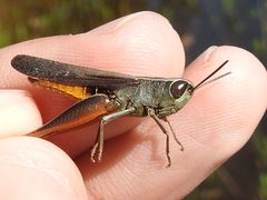Amblytropidia mysteca by (c) Sam Kieschnick, some rights reserved (CC BY), uploaded by Sam Kieschnick. Used under a CC-BY license.