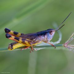 Boopedon flaviventris by (c) Ken-ichi Ueda, some rights reserved (CC BY), uploaded by Ken-ichi Ueda. Used under a CC-BY license.