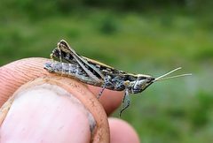 Cordillacris occipitalis by (c) Doug Macaulay, some rights reserved (CC BY), uploaded by Doug Macaulay. Used under a CC-BY license.