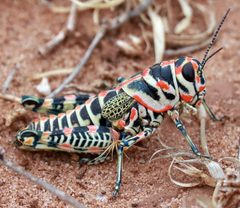 Dactylotum bicolor by (c) Catherine C. Galley, some rights reserved (CC BY), uploaded by Catherine C. Galley. Used under a CC-BY license.