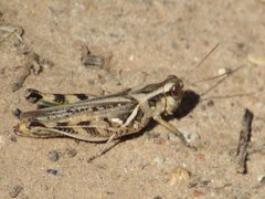 Melanoplus bispinosus by no rights reserved, uploaded by Calinsdad. Used under a CC0 license.