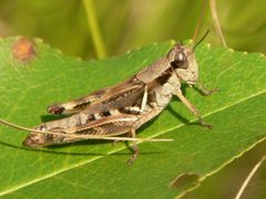 Melanoplus fasciatus by (c) Matt Pelikan, some rights reserved (CC BY), uploaded by Matt Pelikan. Used under a CC-BY license.