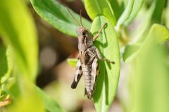 Melanoplus fasciatus by (c) Matt Pelikan, some rights reserved (CC BY), uploaded by Matt Pelikan. Used under a CC-BY license.