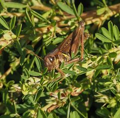 Melanoplus femurrubrum by no rights reserved, uploaded by mefisher. Used under a CC0 license.