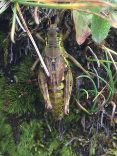 Melanoplus frigidus by (c) Andre Hosper, some rights reserved (CC BY), uploaded by Andre Hosper. Used under a CC-BY license.