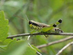 Melanoplus gracilis by (c) John P Friel, some rights reserved (CC BY), uploaded by John P Friel. Used under a CC-BY license.