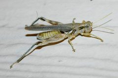 Melanoplus herbaceus by (c) James Roberts, some rights reserved (CC BY), uploaded by James Roberts. Used under a CC-BY license.