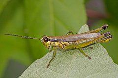 Paroxya clavuliger by (c) Judy Gallagher, some rights reserved (CC BY). Used under a CC-BY license.
