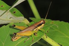 Paroxya clavuliger by (c) Judy Gallagher, some rights reserved (CC BY). Used under a CC-BY license.