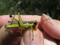 Paroxya clavuliger by (c) Evan M. Raskin, some rights reserved (CC BY), uploaded by Evan M. Raskin. Used under a CC-BY license.