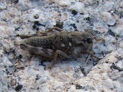 Hypsalonia miwoki by (c) 101595408250610106310, some rights reserved (CC BY), uploaded by 101595408250610106310. Used under a CC-BY license.