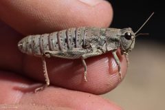 Hypsalonia rentzi by (c) Ken-ichi Ueda, some rights reserved (CC BY), uploaded by Ken-ichi Ueda. Used under a CC-BY license.