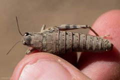 Hypsalonia rentzi by (c) Ken-ichi Ueda, some rights reserved (CC BY), uploaded by Ken-ichi Ueda. Used under a CC-BY license.