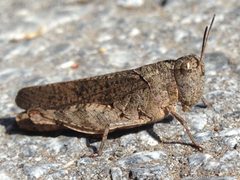 Arphia behrensi by (c) 101595408250610106310, some rights reserved (CC BY), uploaded by 101595408250610106310. Used under a CC-BY license.