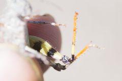 Heliastus benjamini by (c) Dr. Andrew G. Cannizzaro, some rights reserved (CC BY), uploaded by Dr. Andrew G. Cannizzaro. Used under a CC-BY license.