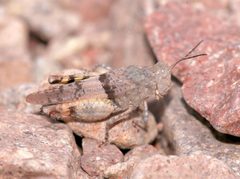 Heliastus benjamini by (c) Laura Gaudette, some rights reserved (CC BY), uploaded by Laura Gaudette. Used under a CC-BY license.