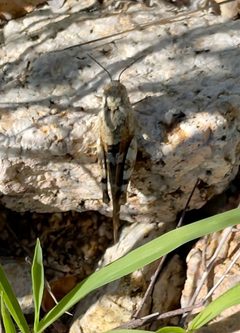 Leprus intermedius by (c) Bill Levine, some rights reserved (CC BY), uploaded by Bill Levine. Used under a CC-BY license.