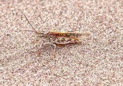 Trimerotropis agrestis by (c) Laura Gaudette, some rights reserved (CC BY), uploaded by Laura Gaudette. Used under a CC-BY license.